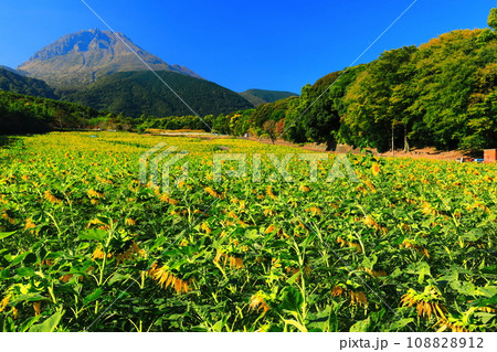 【長崎県】しまばら火張山花公園の遅咲きヒマワリと雲仙普賢岳 108828912