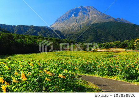 【長崎県】しまばら火張山花公園の遅咲きヒマワリと雲仙普賢岳 【長崎県】しまばら火張山花公園の遅咲きヒマワリと雲仙普賢岳 108828920