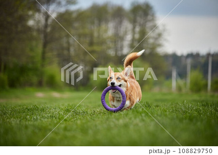 Adorable Happy Welsh Corgi Pembroke dog playing with puller in the spring park 108829750