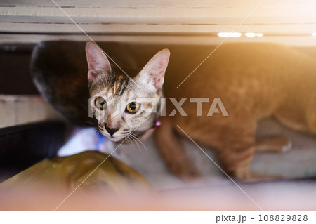 Siamese cute cats 108829828