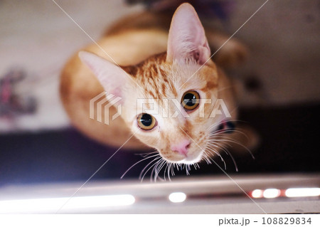 Siamese cute cats 108829834