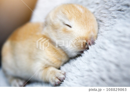 Cute brown rabbit baby bunny Cute brown rabbit baby bunny 108829863