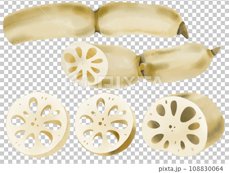 水彩で描いたレンコンのイラストセット 水彩で描いたレンコンのイラストセット 108830064