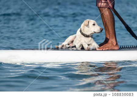 a guy on a sup board with a paddle with a dog stands on the sea in summer, Stand Up Paddle a guy on a sup board with a paddle with a dog stands on the sea in summer, Stand Up Paddle 108830083