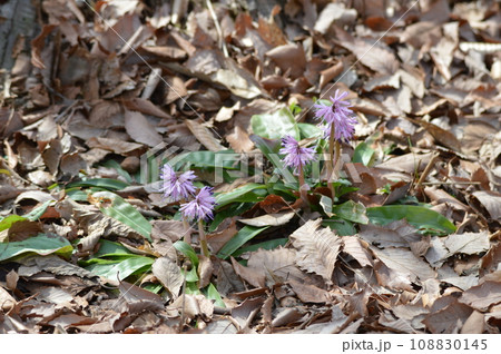 ショウジョウバカマ（赤城自然園／群馬県渋川市） 108830145