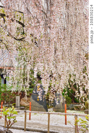 本満寺の枝垂れ桜(京都市上京区) 本満寺の枝垂れ桜(京都市上京区) 108830214