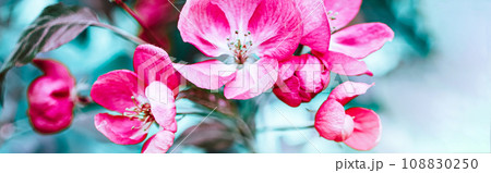 Blooming pink apple tree branches in spring Blooming pink apple tree branches in spring 108830250