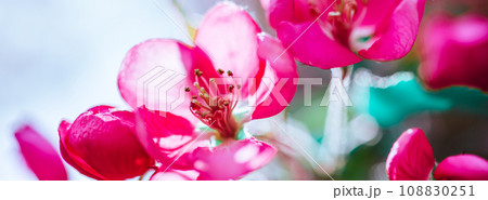 Blooming pink apple tree branches in spring Blooming pink apple tree branches in spring 108830251
