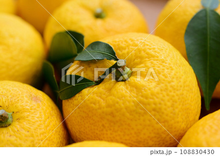 たくさんの柚子の実 108830430