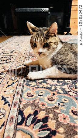 大学村の別荘 ログハウスの絨毯の上でくつろぐサバトラ猫 大学村の別荘 ログハウスの絨毯の上でくつろぐサバトラ猫 108830472