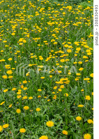 A green field with yellow dandelions. Full-frame view. A green field with yellow dandelions. Full-frame view. 108830493