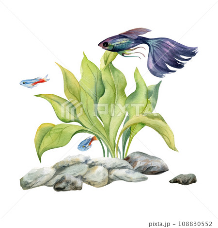 Hand drawn watercolor aquarium fish, algae on bottom rocks, snail shell. Marine exotic underwater illustration. Isolated on white background. Design for shops, brochure, print, card, wall art, textile Hand drawn watercolor aquarium fish, algae on bottom rocks, snail shell. Marine exotic underwater illustration. Isolated on white background. Design for shops, brochure, print, card, wall art, textile 108830552