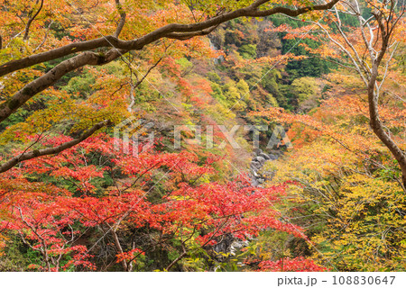 カラフルな紅葉・金蔵落としの渓流 108830647