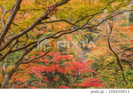 カラフルな紅葉・金蔵落としの渓流 108830651