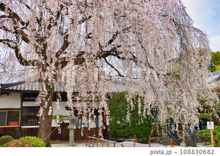 本満寺の枝垂れ桜(京都市上京区) 本満寺の枝垂れ桜(京都市上京区) 108830682
