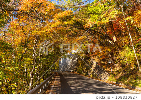《栃木県》紅葉最盛期の日光いろは坂・第一いろは坂（下り） 108830827