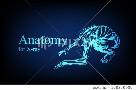Human anatomy in front on x ray view. Anatomy human body connection, Medical, educational or science banner on futuristic blue background, Vector hand drawn illustration 108830900