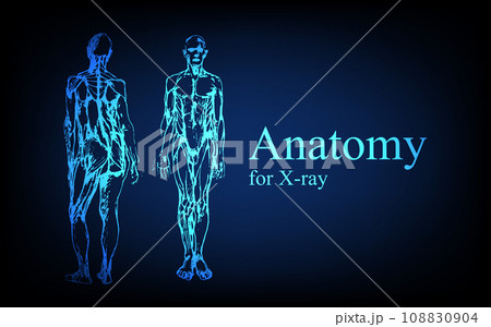 Human anatomy in front on x ray view. Anatomy human body connection, Medical, educational or science banner on futuristic blue background, Vector hand drawn illustration Human anatomy in front on x ray view. Anatomy human body connection, Medical, educational or science banner on futuristic blue background, Vector hand drawn illustration 108830904