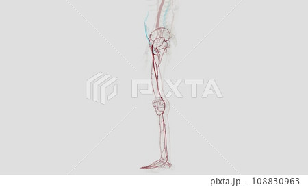 The main artery of the lower limb is the femoral artery 108830963