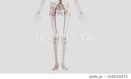 The main artery of the lower limb is the femoral artery 108830973