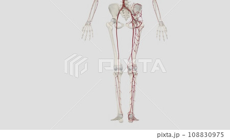 The main artery of the lower limb is the femoral artery The main artery of the lower limb is the femoral artery 108830975