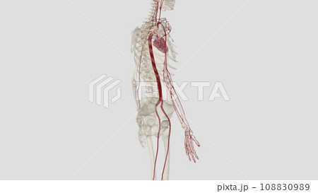 The arterial supply of the upper limb isのイラスト素材 [108830989] - PIXTA