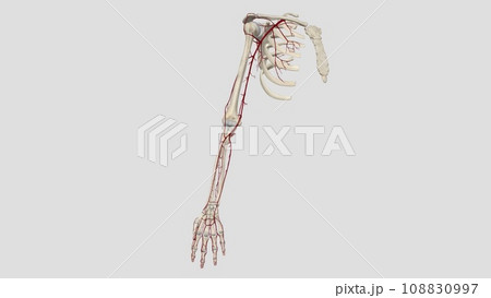The axillary artery is a large muscular vessel that travels through the axilla 108830997