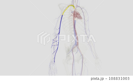 The basilic vein is a large superficial vein of the upper limb that helps drain parts of the hand and forearm 108831003