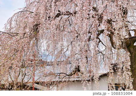 本満寺の枝垂れ桜(京都市上京区) 本満寺の枝垂れ桜(京都市上京区) 108831004