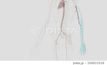 The brachial artery is the major blood vessel supplying blood to your arms The brachial artery is the major blood vessel supplying blood to your arms 108831016
