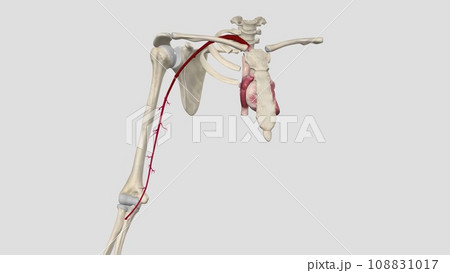 The brachial artery is the major blood vessel supplying blood to your arms 108831017