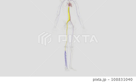 The deep venous system of the calf includes the anterior and posterior tibial veins and the paired peroneal veins The deep venous system of the calf includes the anterior and posterior tibial veins and the paired peroneal veins 108831040