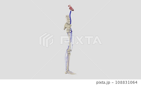 The veins of the lower limb drain deoxygenated blood and return it to the heart 108831064