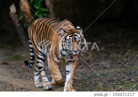 歩くトラ　スマトラトラ 108831217