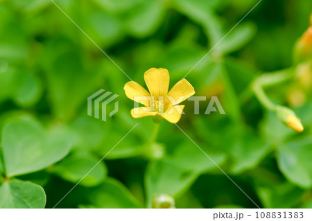 カタバミ カタバミ 108831383
