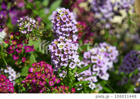 スイートアリッサム(ニワナズナ) スイートアリッサム(ニワナズナ) 108831448