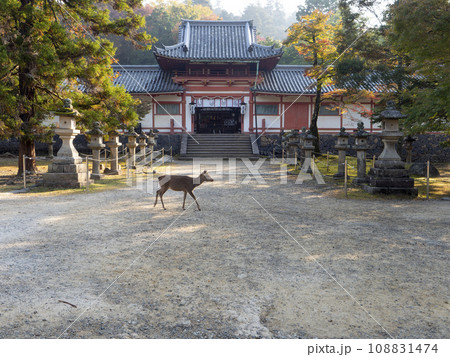 手向山八幡宮の参道を横切る鹿 手向山八幡宮の参道を横切る鹿 108831474