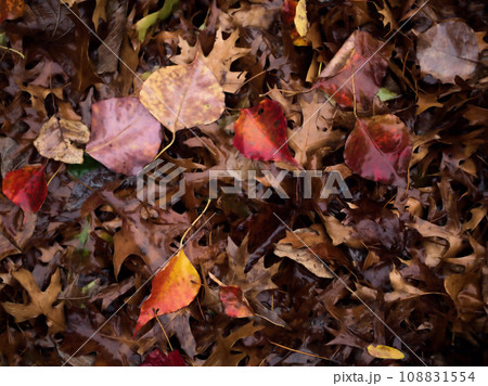 雨あがりの11月の落ち葉 108831554