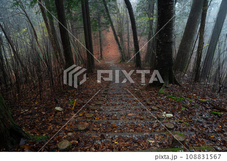 霧の中を歩く晩秋の森 108831567