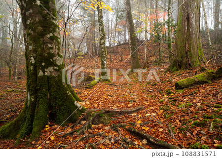 霧の中を歩く晩秋の森 108831571