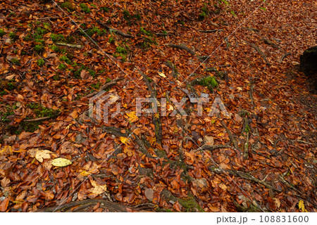 霧と晩秋の森 108831600