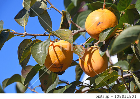 柿の実 108831801