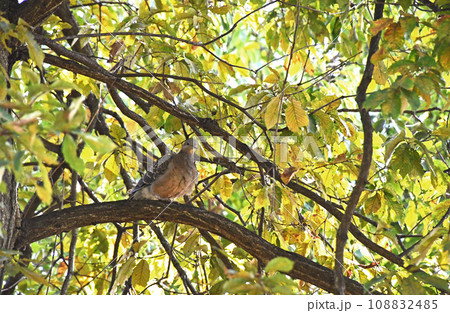 秋の公園の木の枝に止まるキジバト 108832485