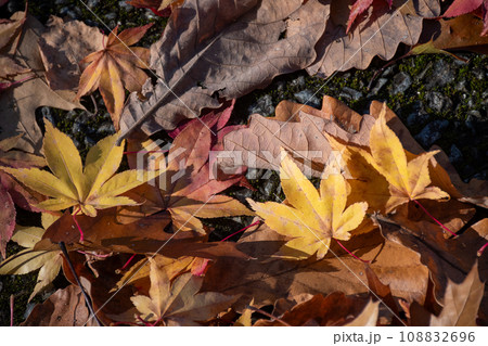 地面を覆うカラフルな落葉 地面を覆うカラフルな落葉 108832696