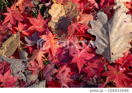 地面を埋め尽くした落葉 地面を埋め尽くした落葉 108832698