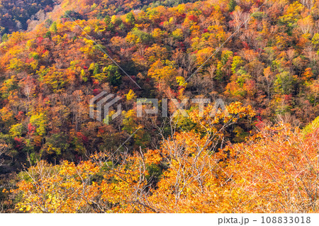 《栃木県》紅葉最盛期の日光いろは坂・明智平の眺望 108833018