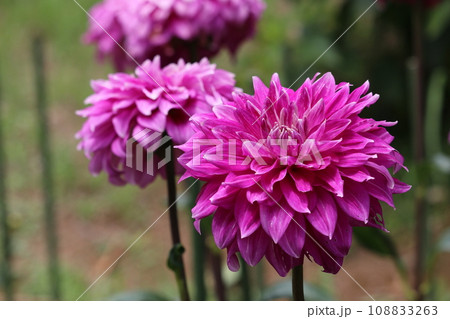 ダリア ダリア 108833263