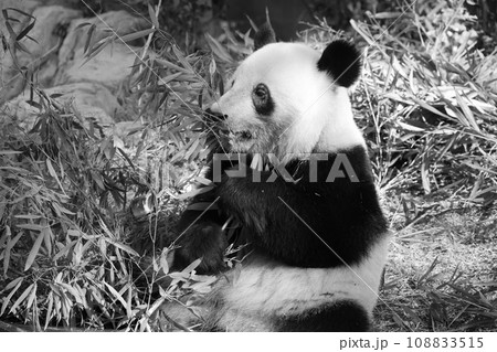 パンダ 108833515
