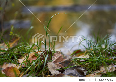 Lakeside strewn with fallen leaves. Concept of golden fall. Lakeside strewn with fallen leaves. Concept of golden fall. 108833543