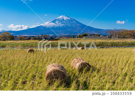 (静岡県)稲刈りの済んだ田んぼの向こうに富士山 (静岡県)稲刈りの済んだ田んぼの向こうに富士山 108833559